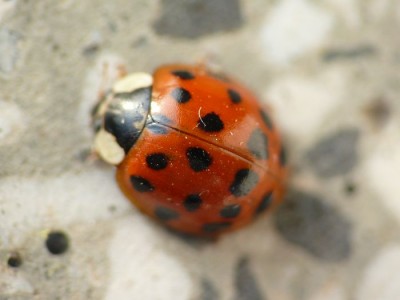 Harmonia axyridis?