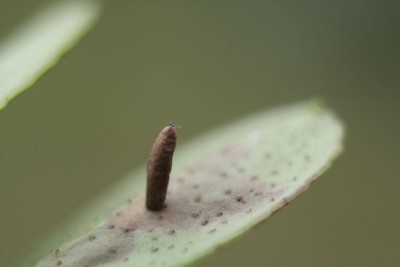 Coleophora glitzella.jpg