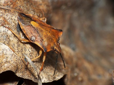 Carpocoris fuscicpinus.jpg