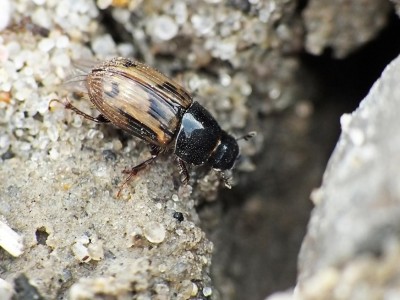 Aphodius distinctus.jpg