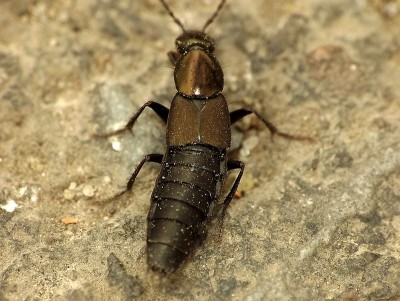 Philontus sp 1A.jpg