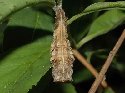 Neptis rivularis (SCOPOLI, 1763) - gąsienica - w trakcie przepoczwarczania się - Podkarpacie, 28.05.2008.