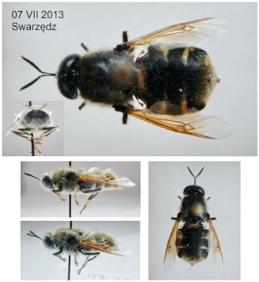 Stratiomys sp. male.jpg