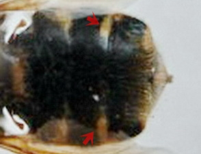 Stratiomys sp. male (1).jpg