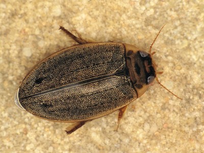 Rhantus suturalis