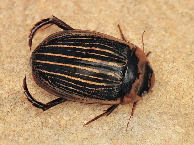 Hydaticus continentalis