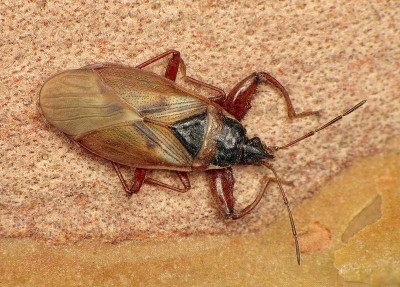 Gastrodes abietum