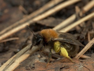 andrena.JPG