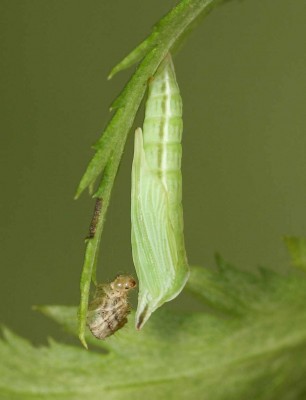 Platyptilia ochrodactyla - poczwarka.jpg