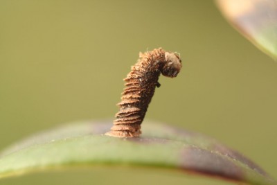 Coleophora vitisella.jpg