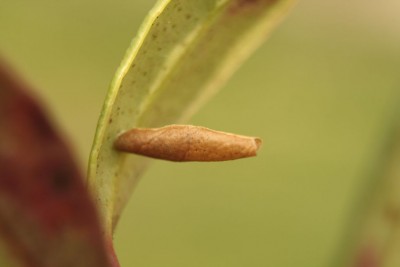 Coleophora glitzella (1).jpg