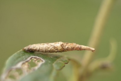 Coleophora vacciniella.jpg