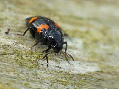 Coleoptera.jpg