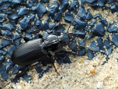 Carabidae.jpg