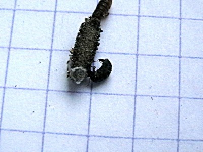 D.triquetrella 2.jpg