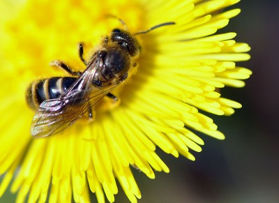 Pszczółka - DSC_1927 = 2014.03.31 = Eufeminów.jpg