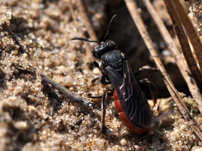 Sphecodes albilabris = rez.Torfowisko Rąbień - DSC_2333 = 2014.04.03.jpg