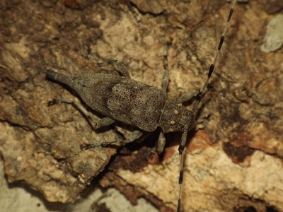 Acanthocinus aedilis C.jpg