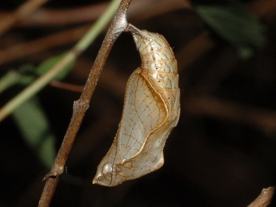 Neptis rivularis (SCOPOLI, 1763) - jeszcze nie wybarwiona, świeża poczwarka, Podkarpacie, 30.05.2008.