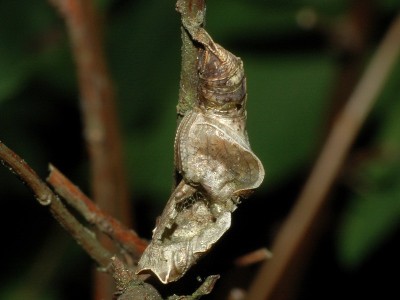 Neptis rivularis (SCOPOLI, 1763) - ta poczwarka uległa spasożytowaniu lub jakiemuś drapieżnikowi,  Podkarpacie, 30.05.2008.