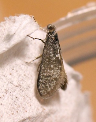 Siederia meierella - samiec.jpg