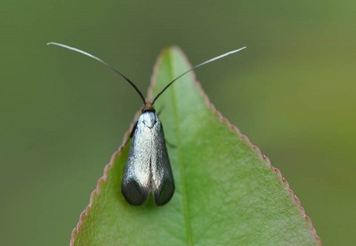 Cauchas rufifrontella    (Treitschke, 1833) DSC_3069.jpg