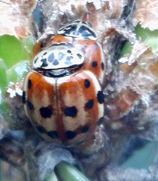 Harmonia quadripunctata?