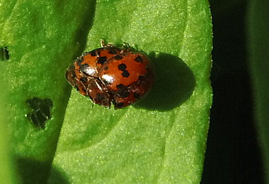 Subcoccinella vigintiquatuorpunctata?