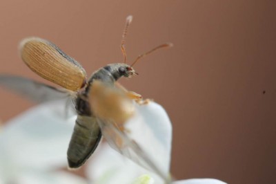 Phyllobius oblongus