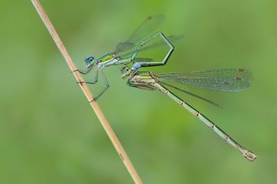 Lestes virens