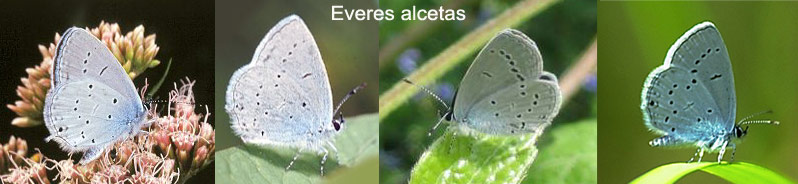 Everes alcetas