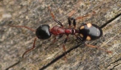 Dolichoderus_quadripunctatus_3749_Przewoz_WT55.jpg