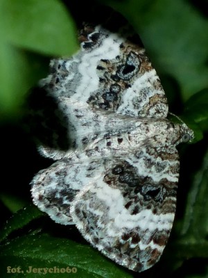 Epirrhoe alternata