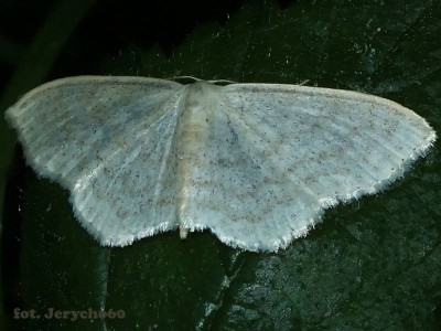 Scopula floslactata