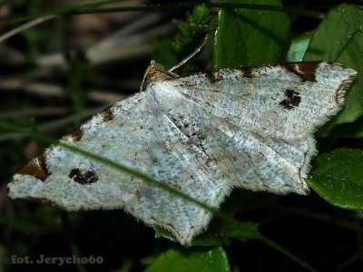 Macaria alternata