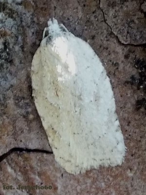 2014.05.22.Acleris logiana.jpg