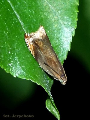 2014.05.22.Ancylis upupana.jpg