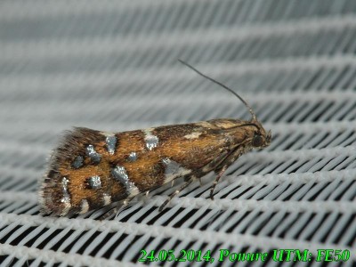 Glyphipterix.jpg