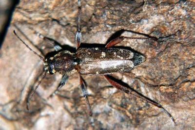 Xylotrechus rusticus var. heroicus.JPG