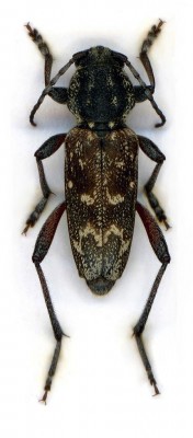 Xylotrechus rusticus var. heroicus 2.jpg