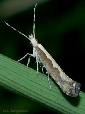 Plutella xylostella - Nisko choć zrobiłem złudnie podobne w Stalowej Woli ale nie ostre.