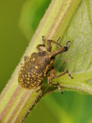 L.sturnus (2).JPG