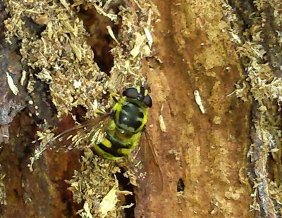 Eristalis  sp. DSC_0028.jpg