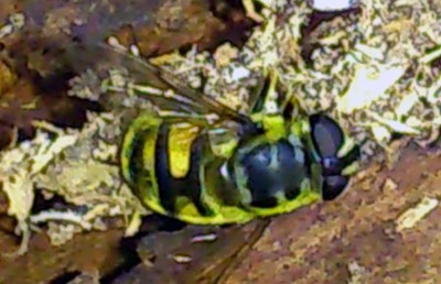 Eristalis sp. DSC_0026.jpg