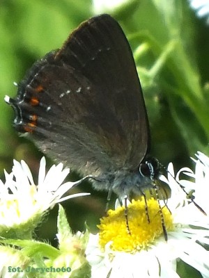 Satyrium acaciae