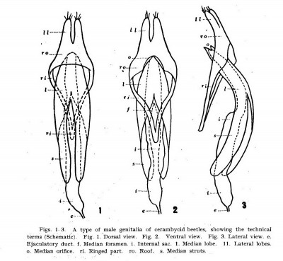 Strony od Ehara 1954. Comparative Anatomy of Male Genitalia in Some Cerambycid Beetles. 12(1_2)_P61-115-.jpg