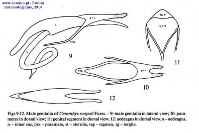 Strony od !Longhorn_(Cerambycidae)_of_Fennoscandia_and_DK_with_KEY [OCR]_Strona_1.jpg