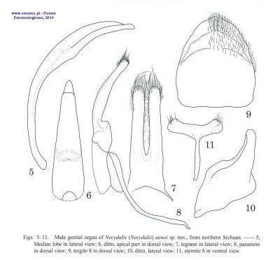 Strony od Niisato 2004. Two New Necydalis from Sichuan and Guangxi, Southwest China.jpg