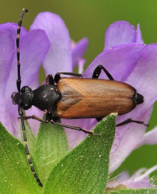 Corymbia_maculicornis_2639_Moczele_WU68.jpg