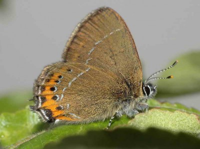 Satyrium pruni (LINNAEUS, 1758) - Podkarpacie, 07.06.2008.